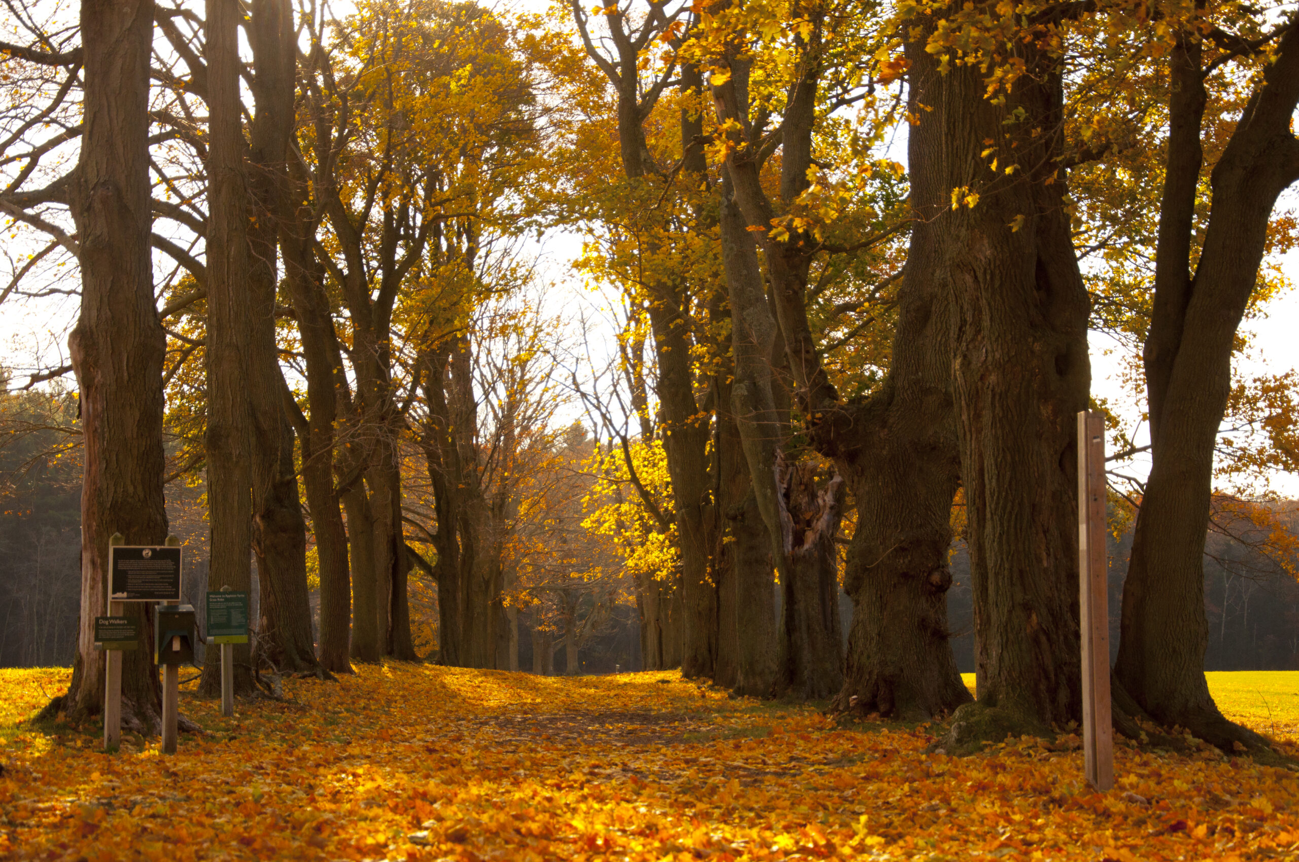 Trail with trees on either side, in fall