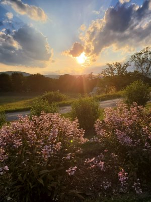 Naumkeag sunset flowers