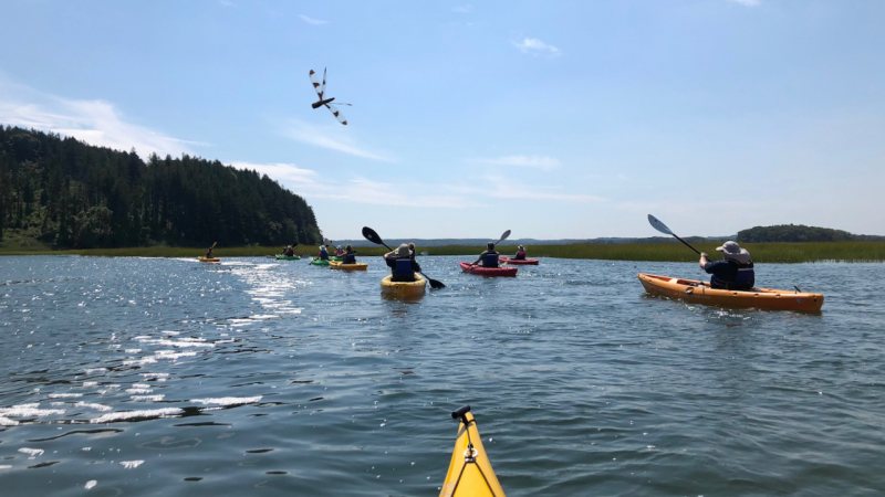 Kayak with Dragonfly