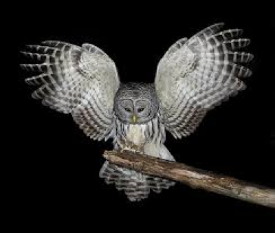 Night Owl