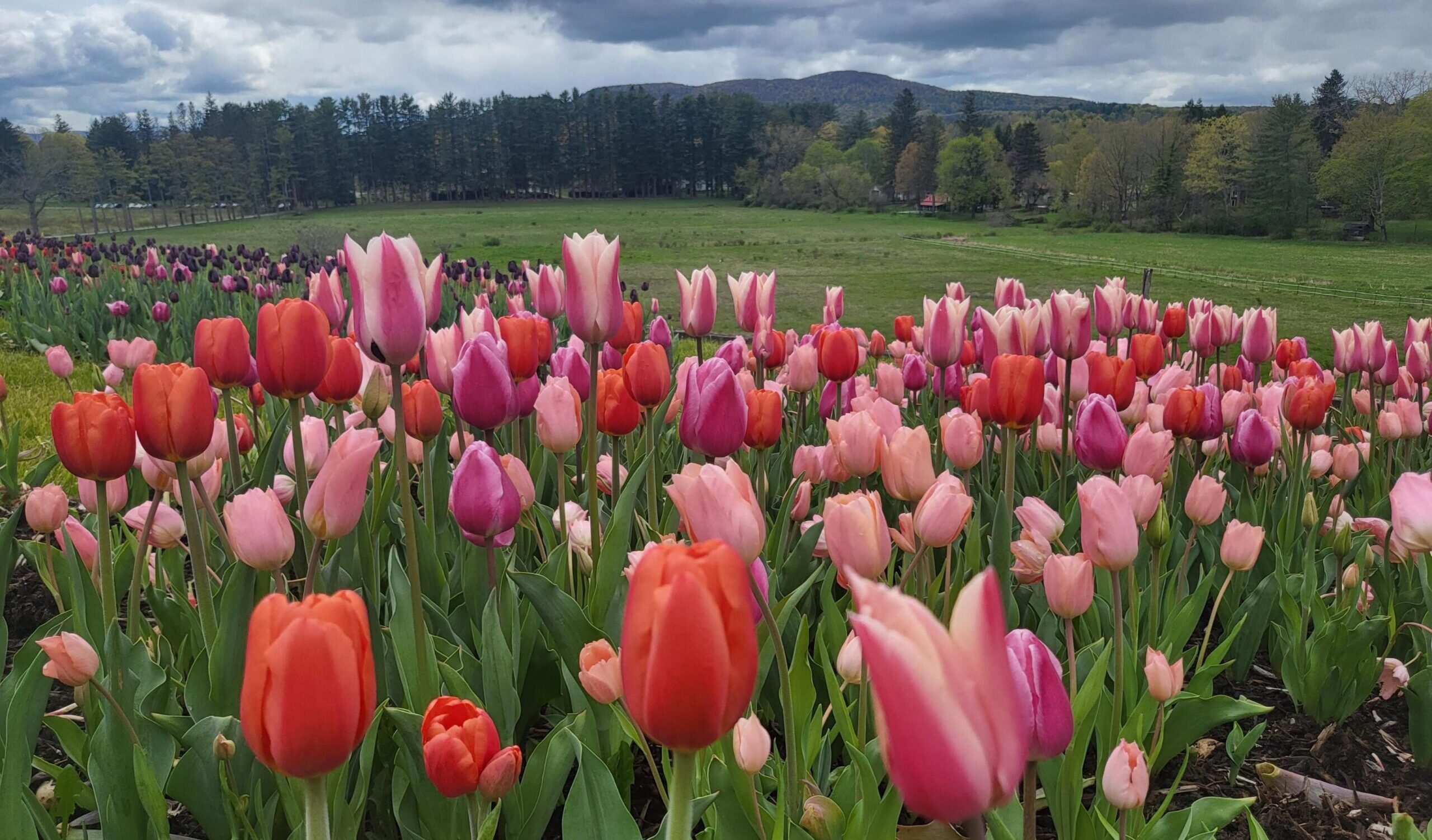 Naumkeag Daffodil & Tulip Festival 2024
