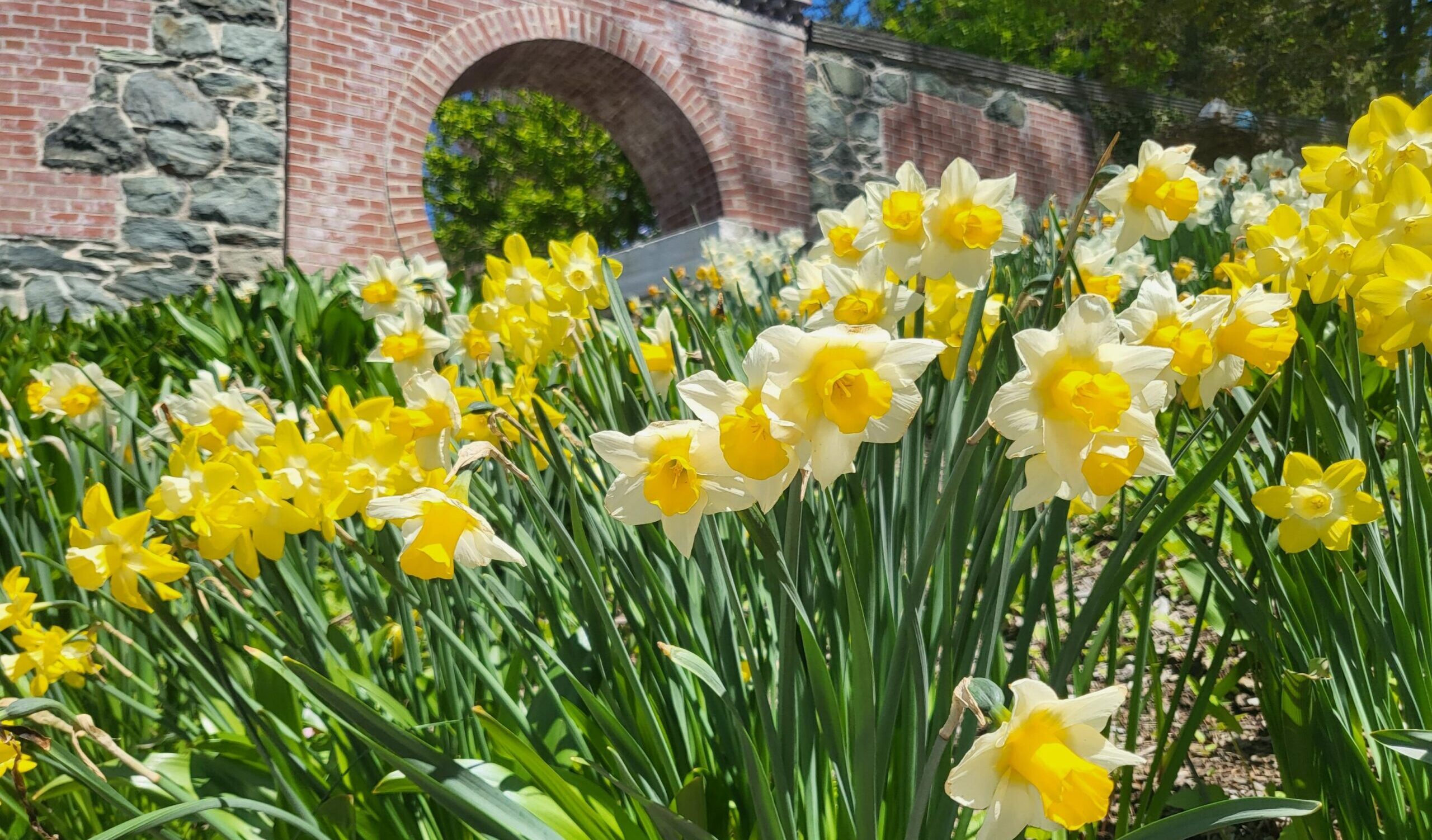 Naumkeag Daffodil & Tulip Festival 2024